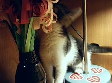 8 cech typowego kota :) (klik)