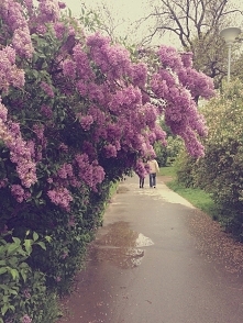 Jak pięknie pachnie! :)