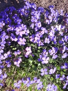 Heyy,  mam pytanko,  wiem , wiem zdjęcie totalnie nie pasuję,  ale trzeba się zadowolić tym,  co jest XD.    a mianowicie znacie może ten przepis,  i czy on działa: 



SKŁADNIK...