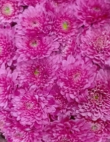 uwielbiam te kwiaty za ich trwałość