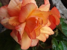 Begonia.