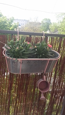 moje goździki na balkonie 