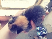 puszysta kuleczka! <3