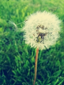 dmuchawce, latawce, wiatr...