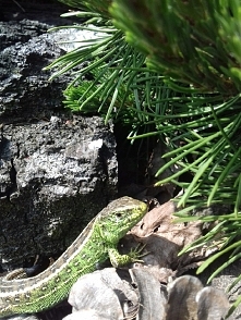 wygrzewała się w moim ogrodzie