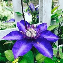 clematis
