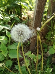 dmuchawce, latawce....