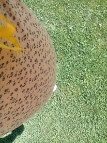 Zadbane stopy ciężarówki ;)