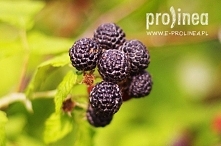 Dziś czarna malina na tapecie 