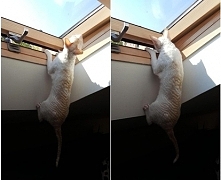 Jak tu się dostać do tych ptaszków????