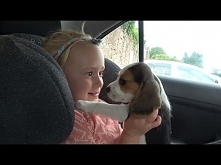 Wzruszająca reakcja psa i dziecka na nowego szczeniaka