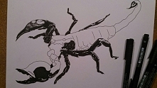 1  raz rysowany skorpion -
na zamówienie, zobaczymy co wyjdzie ;)