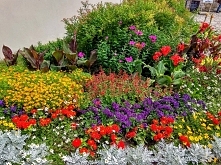 Te kwiaty naprawdę pachniały