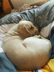 Misiek wpadł pod golarke :)