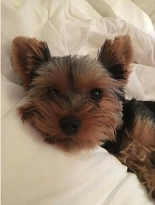 Cześć jestem Dejzi :D <3