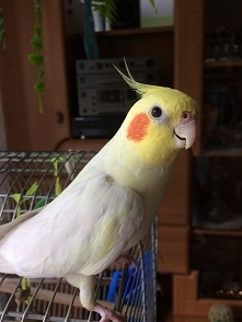 Oto Kazimierz Wielki