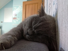 Mój kot wspierał mnie podcz...