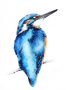 Zimorodek - plakat, reprodukcja 20x30cm