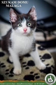 MALAGA ur. 4.05.2017 odroba...