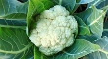 Właściwości lecznicze kalafiora