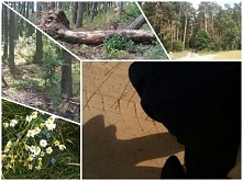 #dzień8
Dzisiaj zaliczony 2h spacer po lesie w poszukiwaniu grzybów. Jak to w lesie - teren nierówny, pełen przeszkód, co widać na powyższych zdjęciach, ale widoki również piękn...