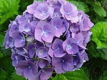 hortensja ogrodowa:)