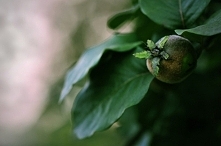 . . . pigwa z ogródka