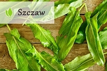 Szczaw - czy jest tak zdrowy jak nam się wydaje?