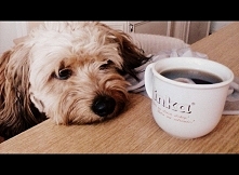 Czy Wasze Psiaki też lubią kawę? Moja czeka, aż naleję jej na spodek odrobinę :)