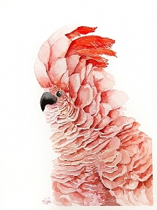 Papuga kakadu- plakat, reprodukcja 20x30cm