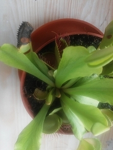 albo choruje albo na razie jedna gębka umiera, zobaczymy, może całkiem nie padnie