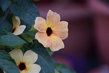 tunbergia 'blushing Su...