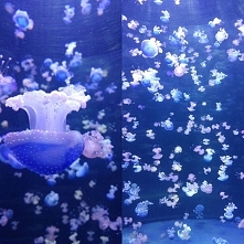 Piękne galaretki ;P