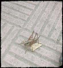 A taki oto gość. ☺️