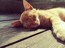 Wygrzewanie się na słońcu ;)