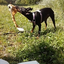 #manchesterterrier #toy #dog