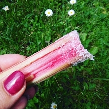 pychotka rabarbar+cukier