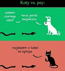 Koty vs Psy xD