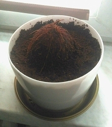 teraz zostaje czekać, czy zechce wyrosnąć :)