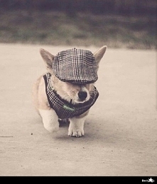 Ten pies jest bardziej stylowy ode mnie