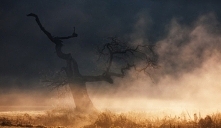 Rogaliński Park Krajobrazow...