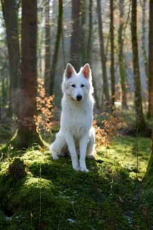 Owczarek Szwajcarski <3 ...