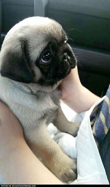 ito spojrzenie niewiniatka ...