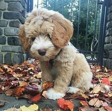 Czyż nie jest słodki ? *-*