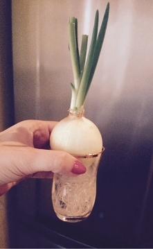 świeży szczypiorek - mini u...