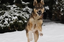 Poznajcie naszego "OKI"-ego.To mieszanka husky z owczarkiem niemieckim i strusiem pędziwiatrem chyba jeszcze tez! :) Adoptowaliśmy go w lutym tego roku i od tego momen...