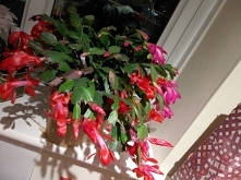 Moje kichane kwitną ;)