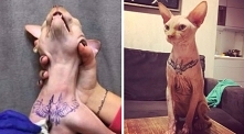 Szokujący pomysł tatuowania...