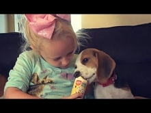 Szczeniak je lody po raz pierwszy