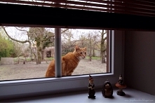 Kotek i krasnoludki :)